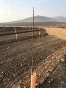 Steel Flexible Tree Stake in a new orchard